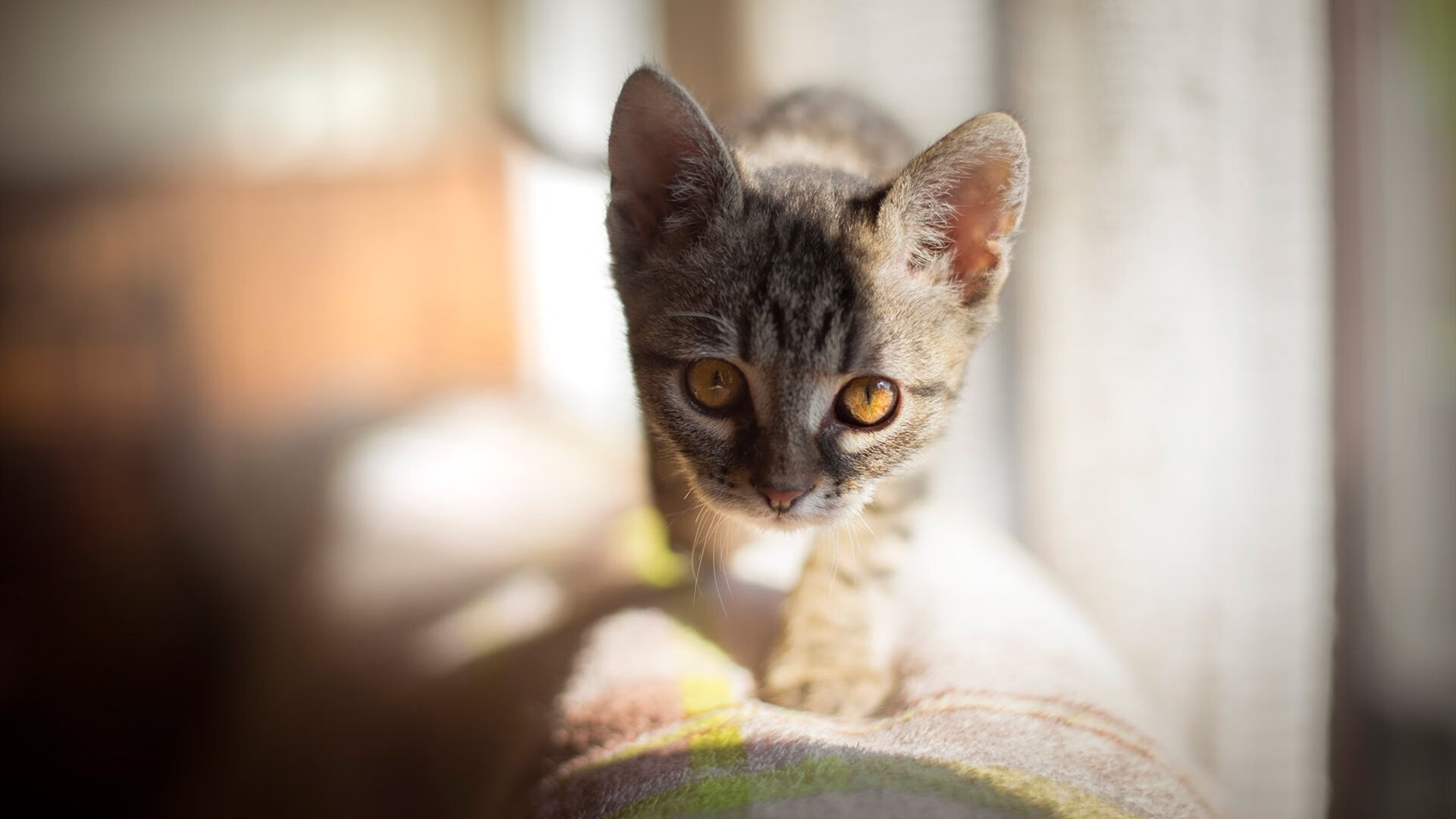 大学篮球运动员综合素质提升计划助力人才全面发展，大学生篮球运动员的体能训练