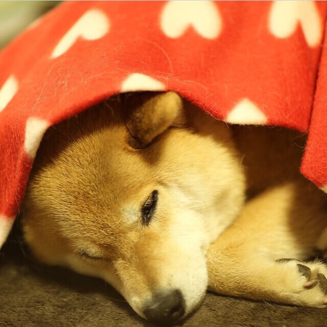 帕金斯蝶泳冲刺阶段全力一搏，帕金斯集锦