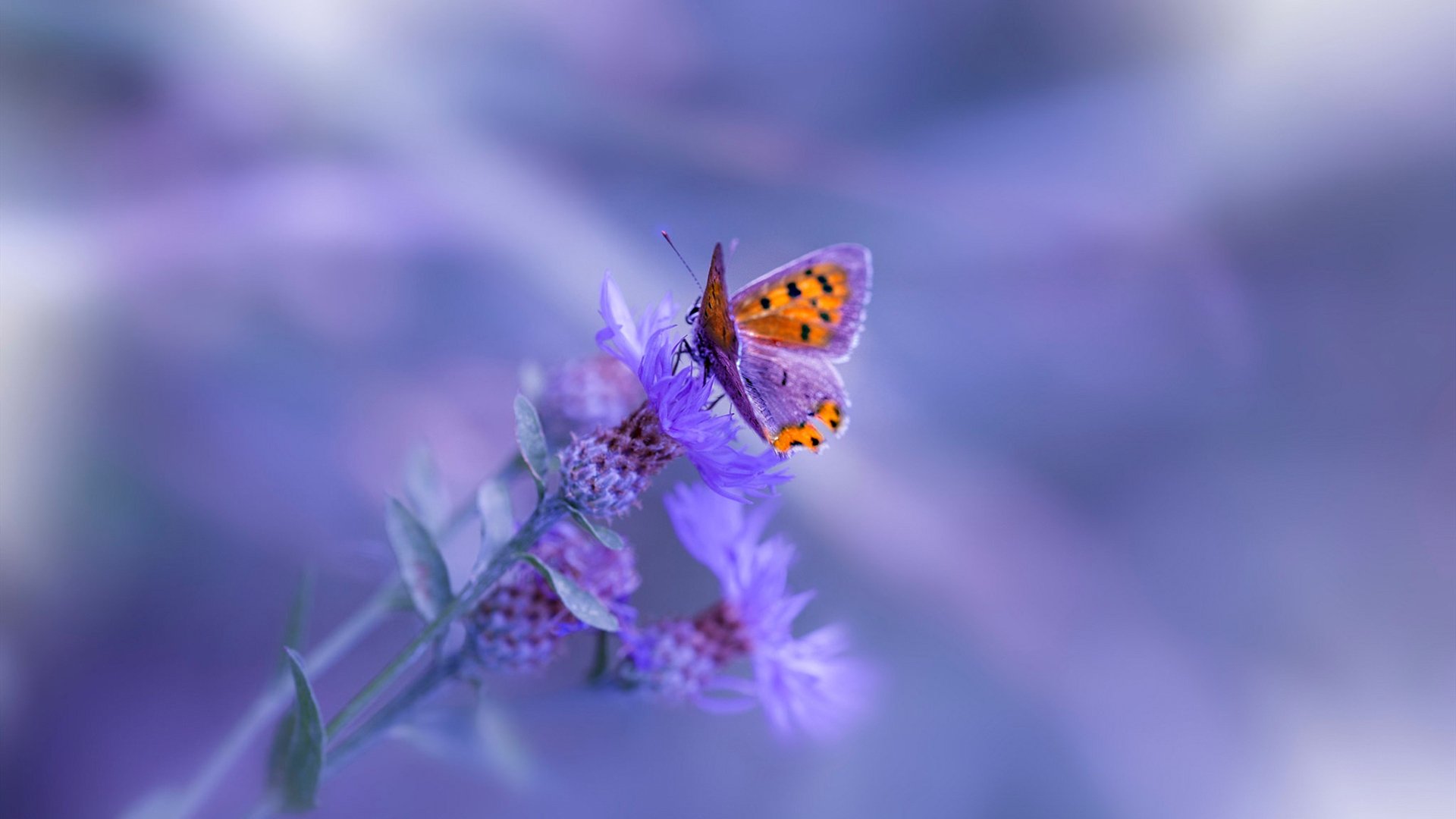 拜仁慕尼黑强势领跑德甲，争冠形势已定