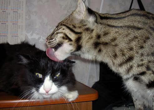 法甲比赛的高清转播体系，法甲比赛的高清转播体系是什么